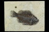 Bargain, Fossil Fish (Cockerellites) - Green River Formation #129675-1